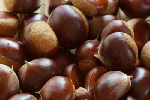 板栗.jpg